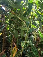 Alpinia