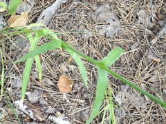 Dianthus andrzejowskianus