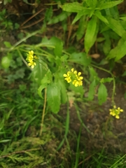 Sisymbrium officinale
