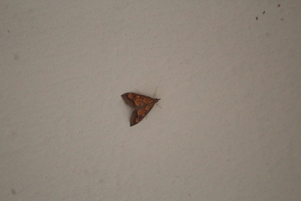 Pyrausta andrei