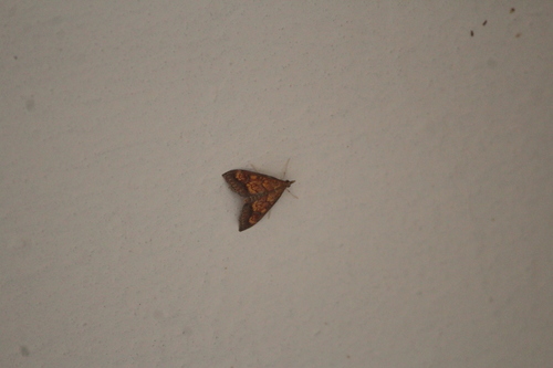 Pyrausta andrei