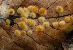 Caryomyia holotricha