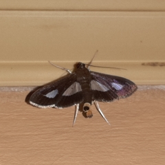 Diaphania praxialis