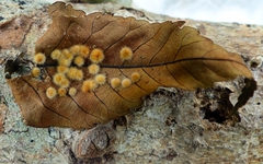 Caryomyia holotricha