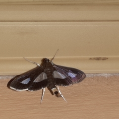 Diaphania praxialis
