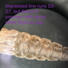 Stylurus spiniceps