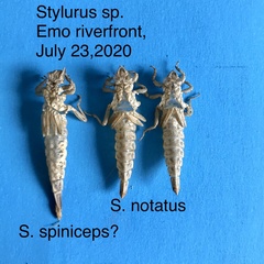 Stylurus spiniceps