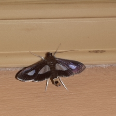 Diaphania praxialis