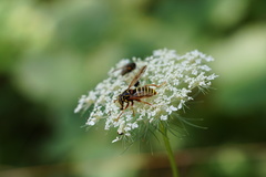 Spilomyia diophthalma