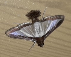 Diaphania superalis