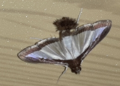 Diaphania superalis