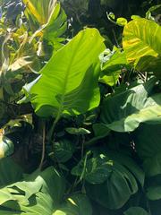 Epipremnum aureum