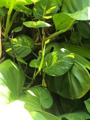Epipremnum aureum