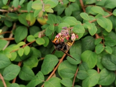Vespa velutina
