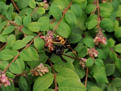 Vespa velutina