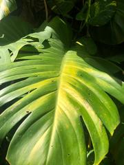 Epipremnum aureum