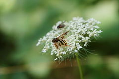 Spilomyia diophthalma