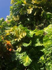 Epipremnum aureum