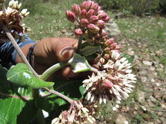 Asclepias otarioides