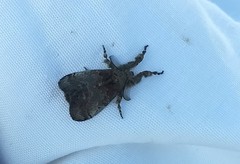 Dasychira cinnamomea