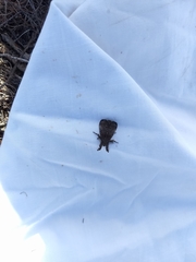 Dasychira cinnamomea