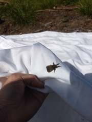 Dasychira cinnamomea