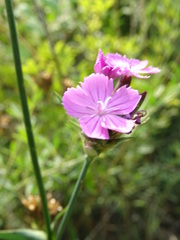 Dianthus andrzejowskianus