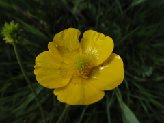 Ranunculus polyanthemos polyanthemos