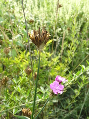 Dianthus andrzejowskianus