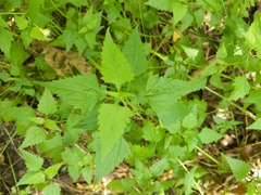 Fleischmannia incarnata