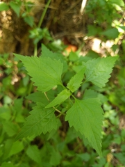 Fleischmannia incarnata