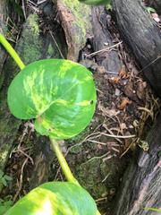 Epipremnum aureum