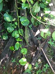 Epipremnum aureum