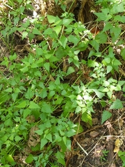 Fleischmannia incarnata