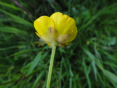 Ranunculus polyanthemos polyanthemos