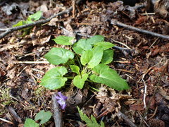 Viola selkirkii