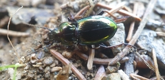 Pterostichus burmeisteri