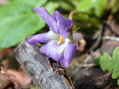 Viola selkirkii