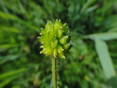 Ranunculus polyanthemos polyanthemos
