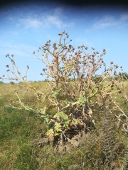 Onopordum acanthium