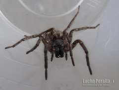 Tomopisthes horrendus