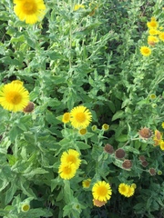 Pulicaria dysenterica