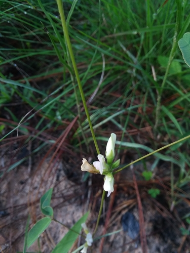 Image of Galactia erecta by (c) Will McFarland, some rights reserved (CC BY)