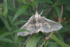Megastes praxiteles