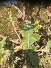 Onopordum acanthium