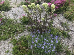 Castilleja parviflora albida