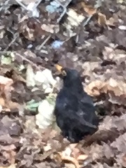 Turdus merula