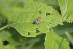 Phidippus arizonensis