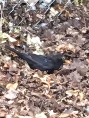 Turdus merula
