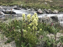 Castilleja parviflora albida